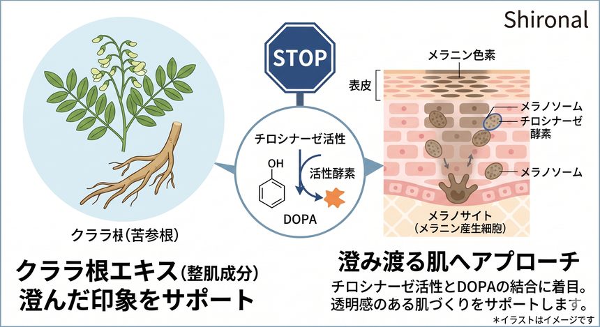 シロナルエッセンス プレミアムを徹底レビュー｜那覇のエステサロンが